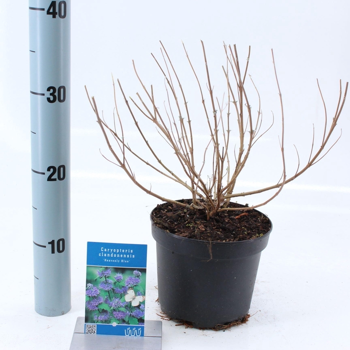 <h4>Caryopteris x clandonensis Heavenl</h4>