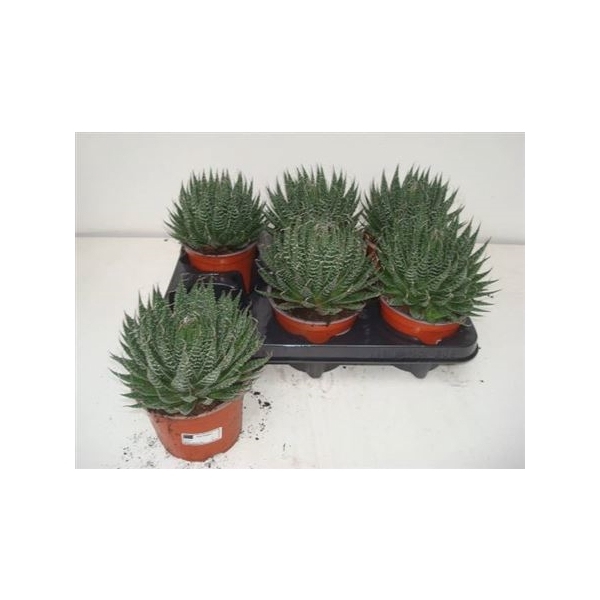 <h4>Aloe Aristata</h4>