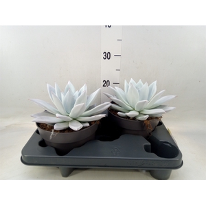 Echeveria  'Mexican Giant'