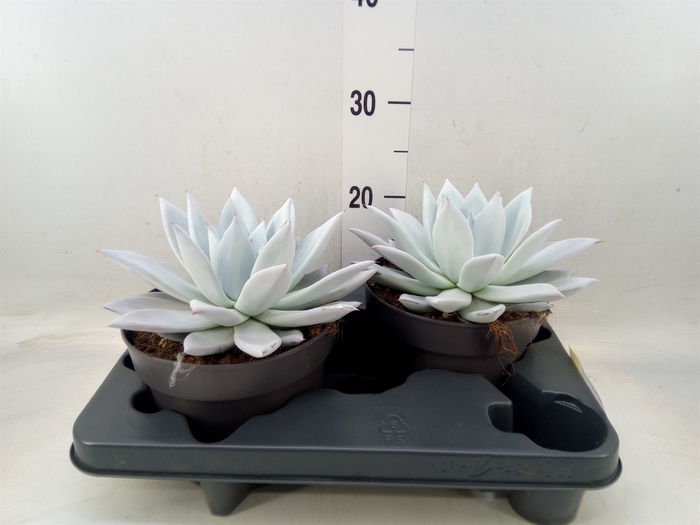 <h4>Echeveria  'Mexican Giant'</h4>