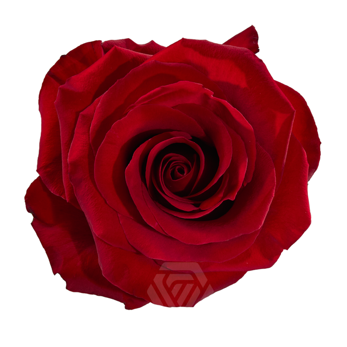 <h4>R GR REDVOLUTION Tessa</h4>