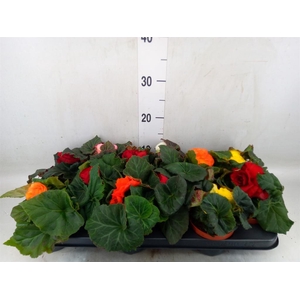 Begonia tuber.   ...