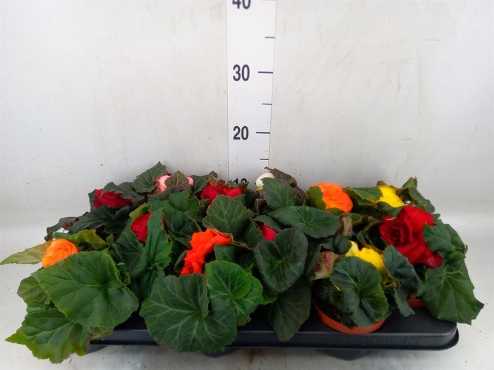 <h4>Begonia tuber.   ...</h4>