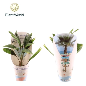 Trachycarpus fortunei potcover