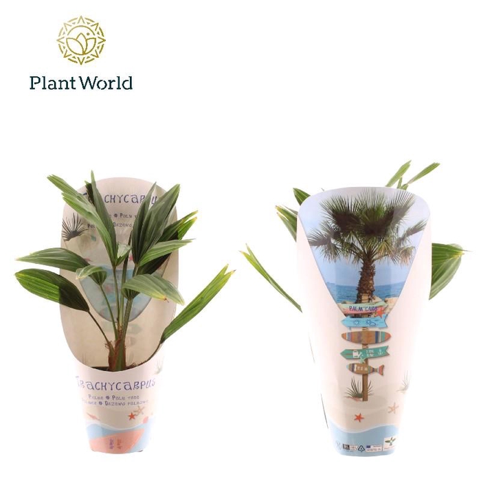 <h4>Trachycarpus fortunei potcover</h4>