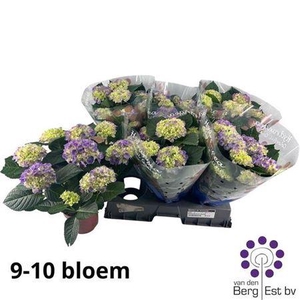 Hydrangea Macrophylla Meadow Blue 9