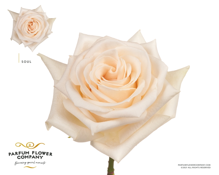 <h4>Rosa Premium Soul</h4>