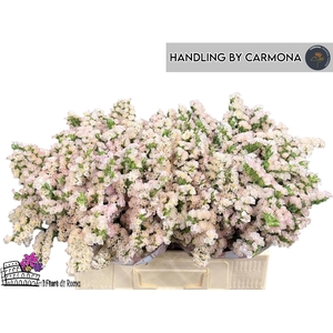 LIM S APRI SUN BIRDS