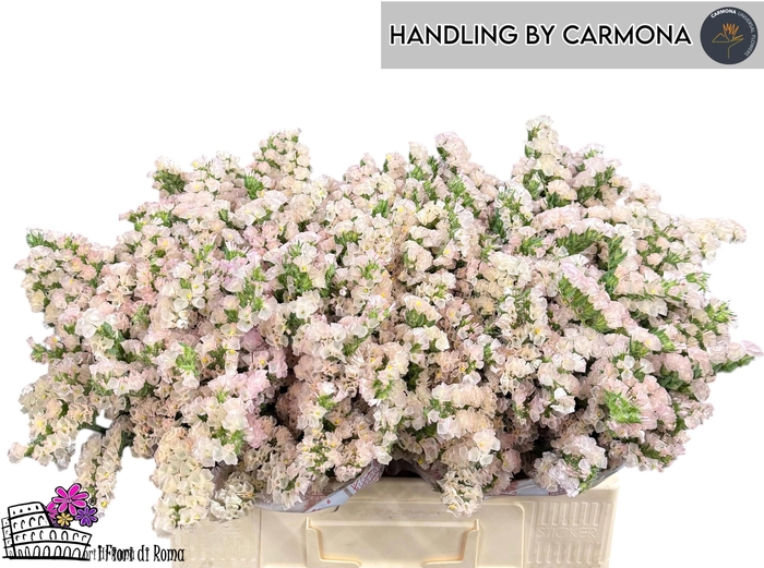 <h4>LIM S APRI SUN BIRDS</h4>