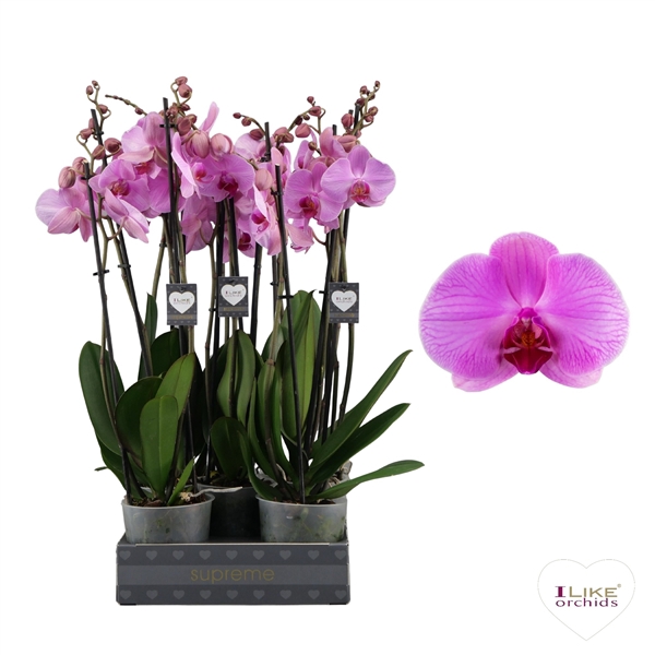 <h4>Phalaenopsis Orlando - 3 tak 60cm</h4>