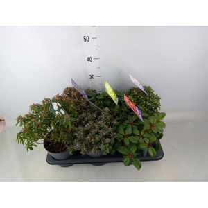 Rhododendron   ...dwarf shapes