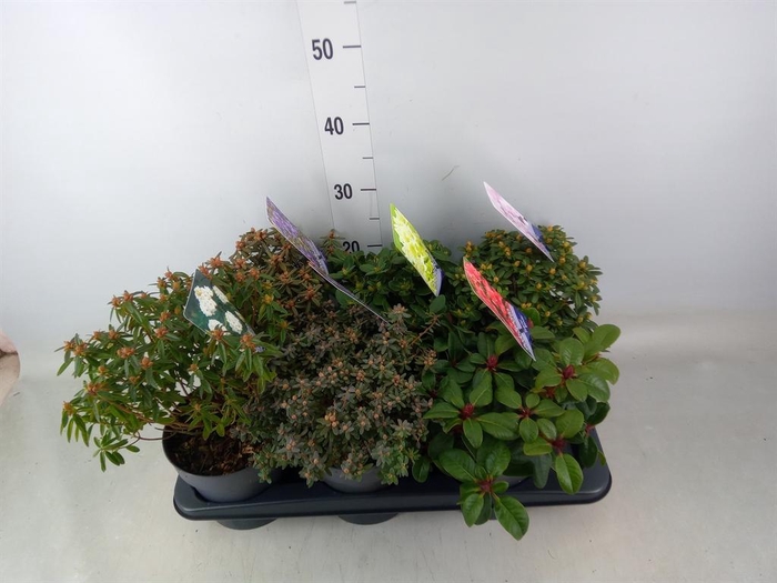 <h4>Rhododendron   ...dwarf shapes</h4>