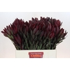 Leucadendron Saf Sunset Dark R.