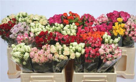 <h4>R Tr Gem In Fust</h4>