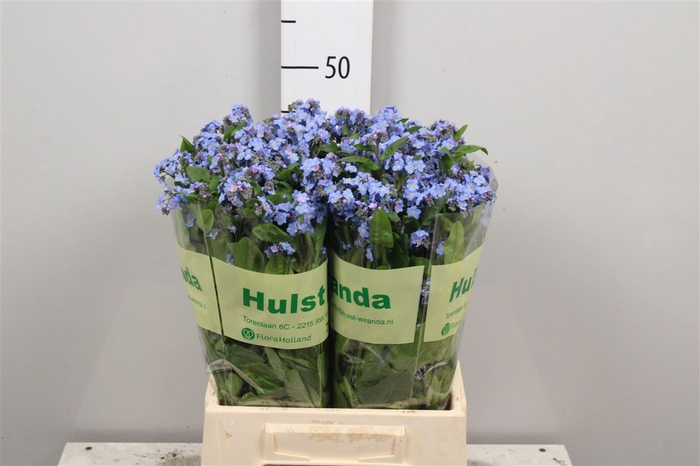 <h4>Myos Blauw</h4>