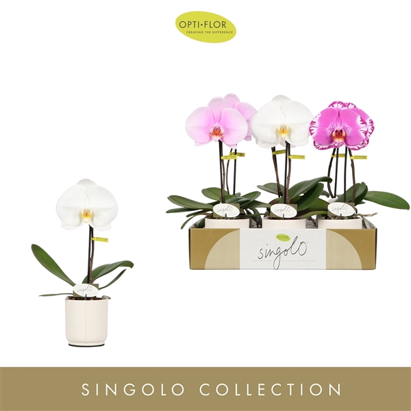 <h4>Singolo Mix in Lazio White</h4>