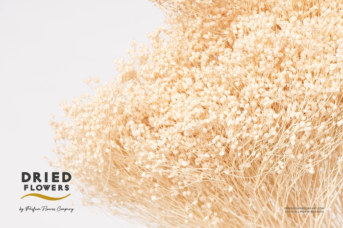 Dried Bleached Broom Bloom