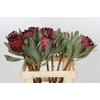 Protea Barbigera Ruby Princess Air