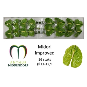 Anthurium midori improved