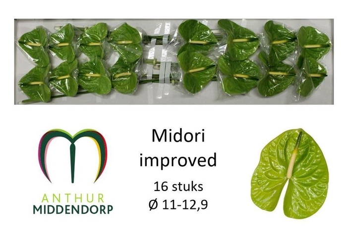 <h4>Anthurium midori improved</h4>