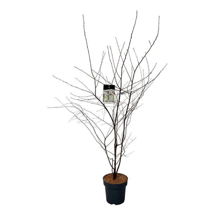 <h4>Amelanchier lamarckii</h4>