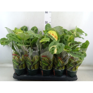 Maranta leuc. 'Fiesta'