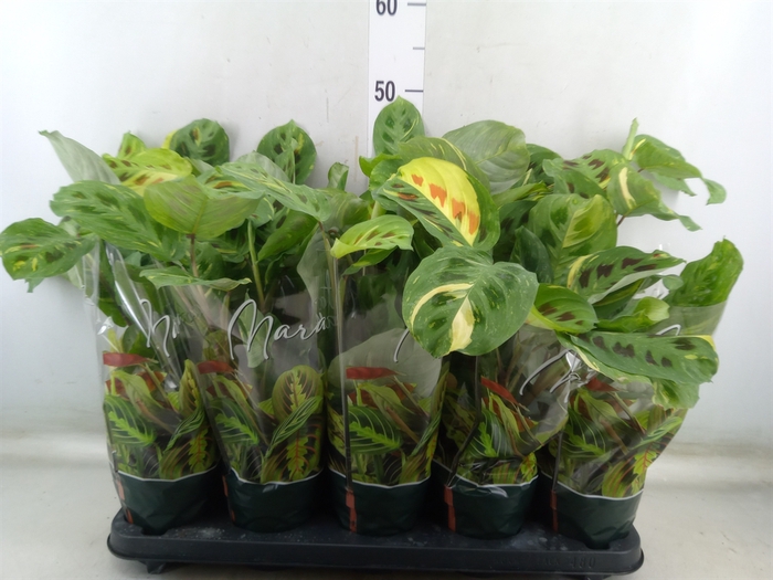 <h4>Maranta leuc. 'Fiesta'</h4>