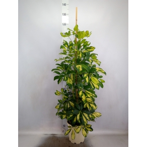 Schefflera arbor. 'Dalton'