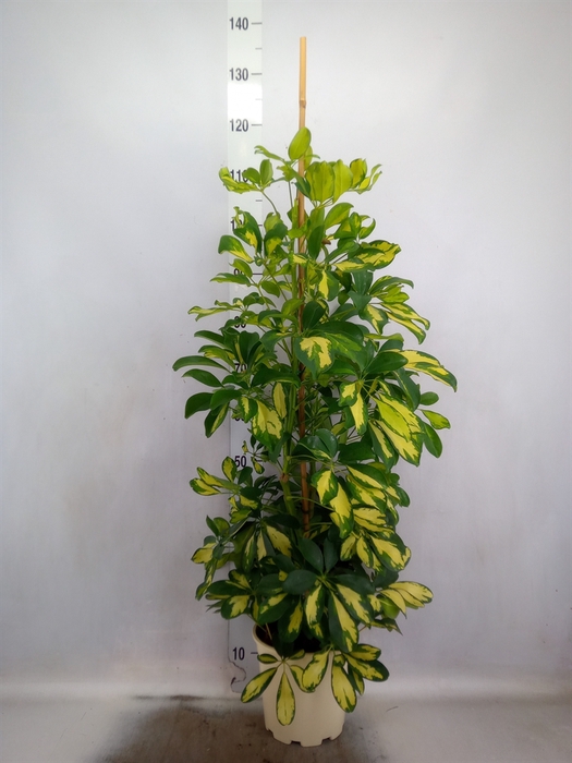 <h4>Schefflera arbor. 'Dalton'</h4>