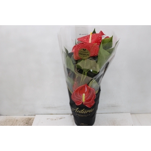 ANTHURIUM MICHIGAN P17 PREMIUM