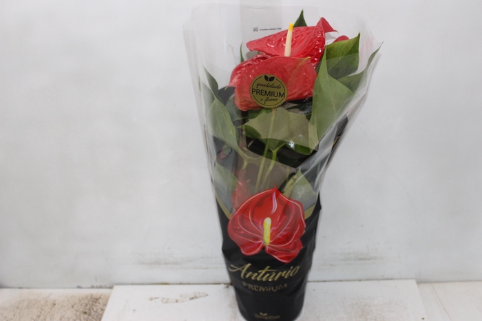 <h4>ANTHURIUM MICHIGAN P17 PREMIUM</h4>