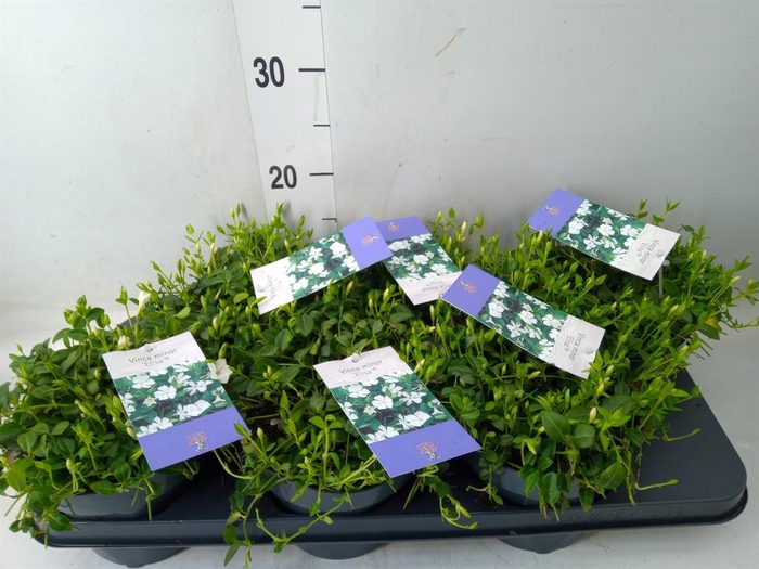 <h4>Vinca minor</h4>