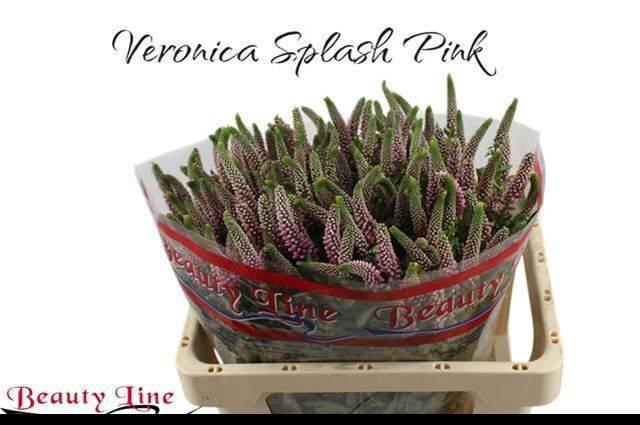 <h4>Veron L Skyler Pink</h4>