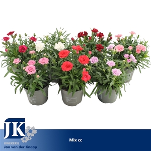 Dianthus Mix kar