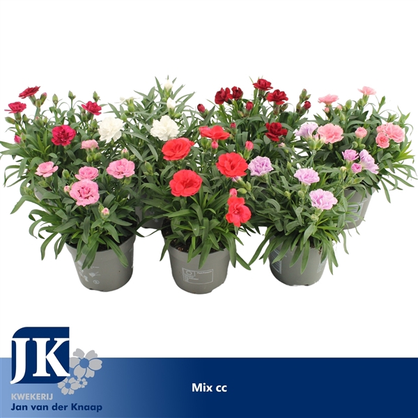 <h4>Dianthus Mix kar</h4>