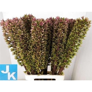 Eucomis Sp Burgundy