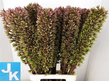 <h4>Eucomis Sp Burgundy</h4>