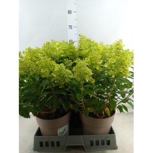 Hydrangea pan. 'Panflora'