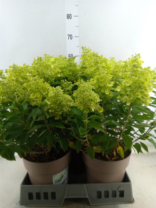 <h4>Hydrangea pan. 'Panflora'</h4>