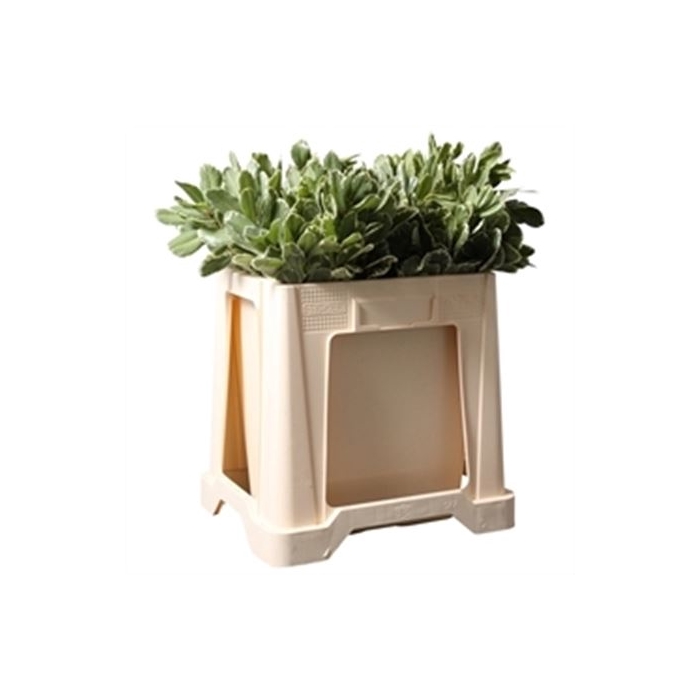 <h4>PITTOSPORUM ILAN 60 CM</h4>