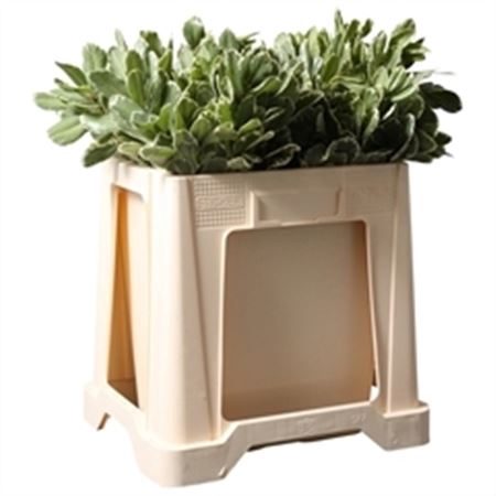 <h4>PITTOSPORUM ILAN</h4>