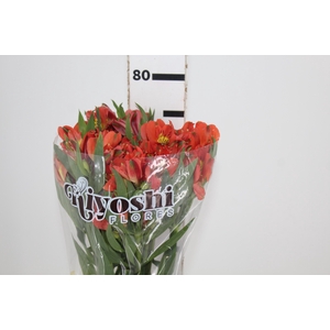 ALSTROEMERIA PARTY 080 CM