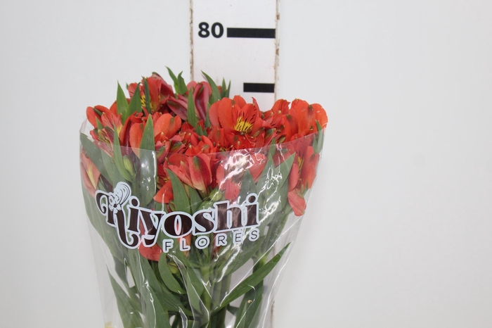 <h4>ALSTROEMERIA PARTY 080 CM</h4>
