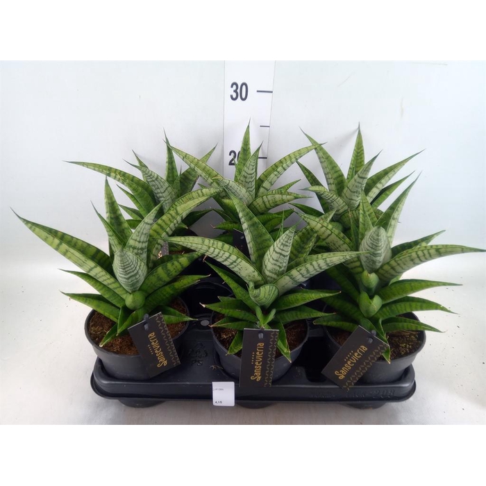 <h4>Sansevieria cyl.  ...</h4>