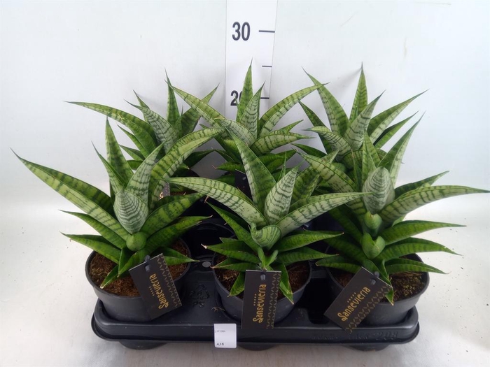 Sansevieria cyl.  ...
