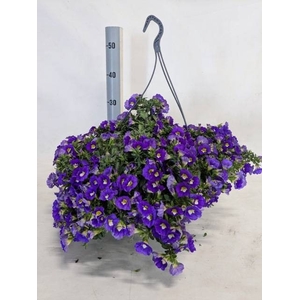 CALIB MINFI D BLUE