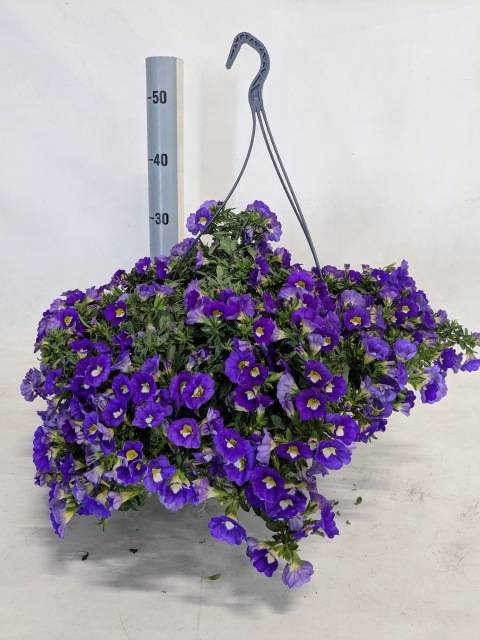 <h4>CALIB MINFI D BLUE</h4>