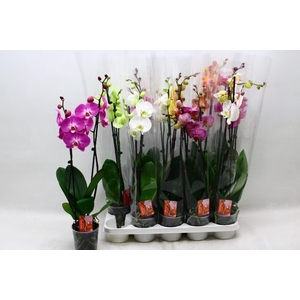 PHAL GEM 7 KL