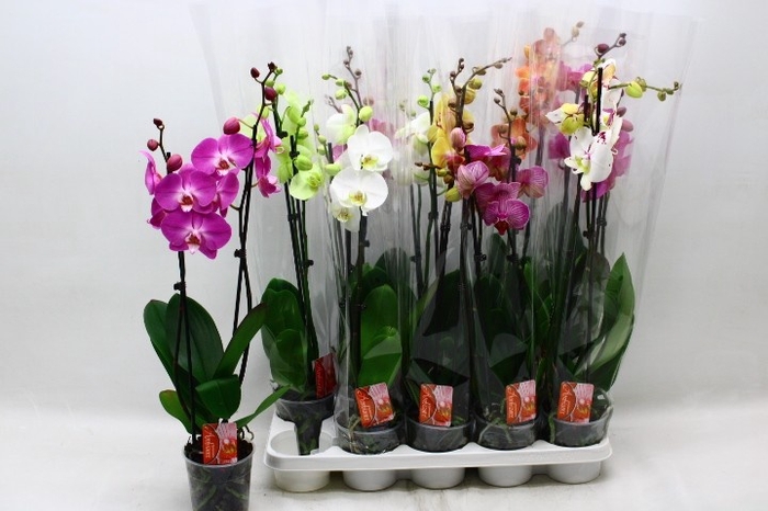 <h4>PHAL GEM 7 KL</h4>