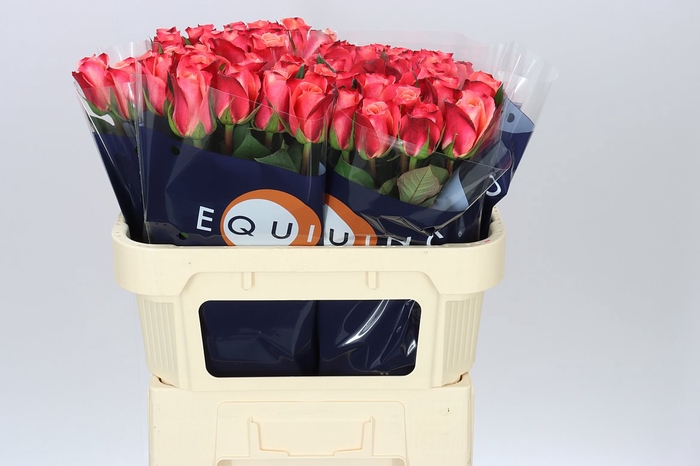 <h4>Rosa Gr Helene</h4>